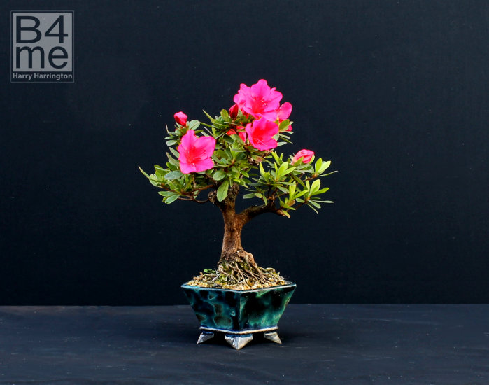azalea bonsai